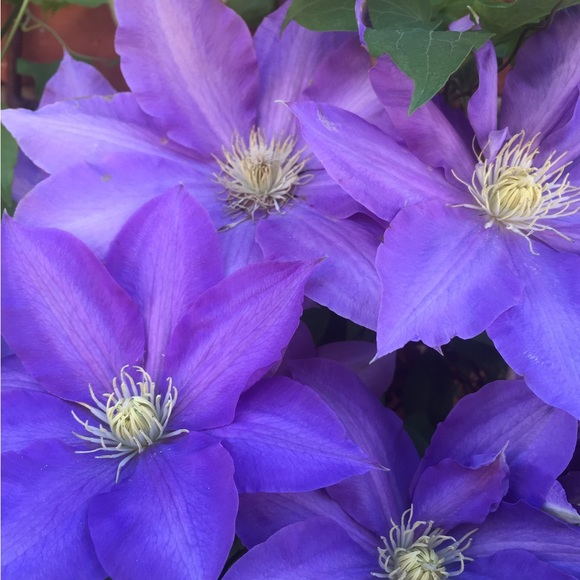 Meet your Posher, Amanda - Picture 1 of 1